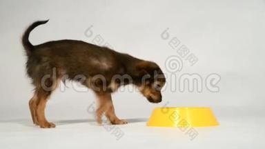 小狗玩具猎犬从碗里吃。